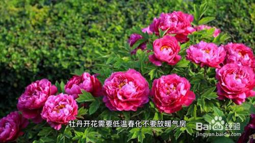 广东省牡丹花的种植与养护