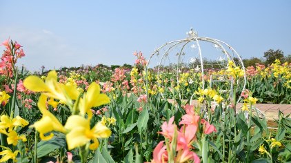 广东省红岭花海旅游，绽放的自然之美与人文之韵